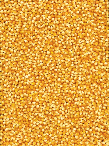 Maïs pop corn 